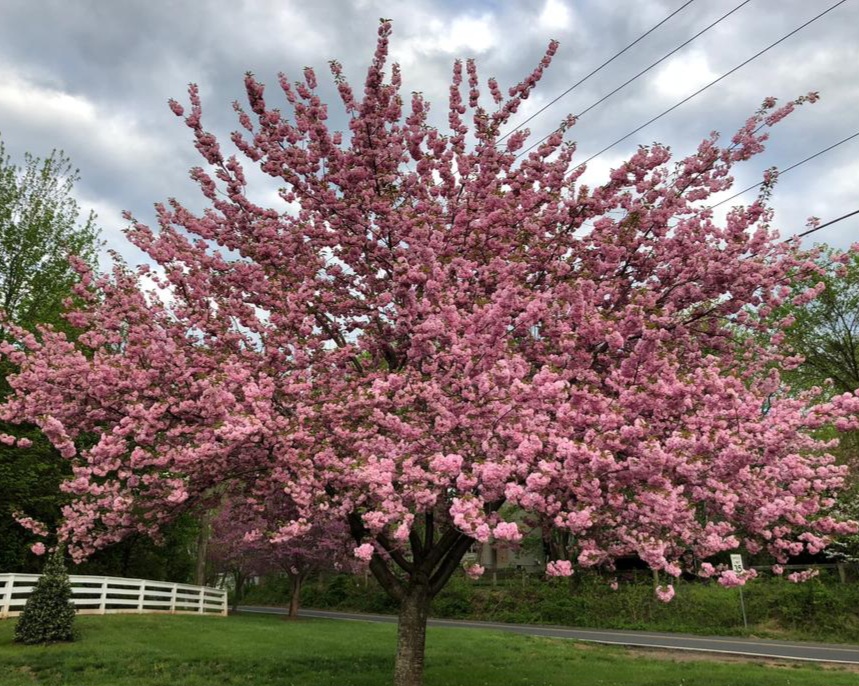 Sakura prunus Kanzan - augalurojus.lt